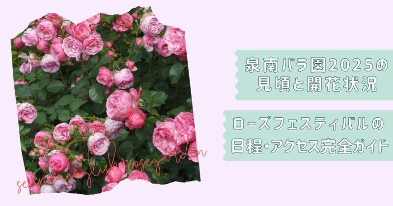 泉南バラ園春秋情報